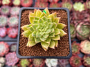 Echeveria Agavoides 'Francesca' Variegated 1"-2" Succulent Plant