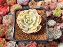 Echeveria 'Compton Carousel' Variegated 1"-2" Succulent Plant
