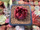 Echeveria Agavoides 'Maria' 2" Succulent Plant
