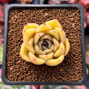 Echeveria Agavoides 'Silonica' 1" Succulent Plant