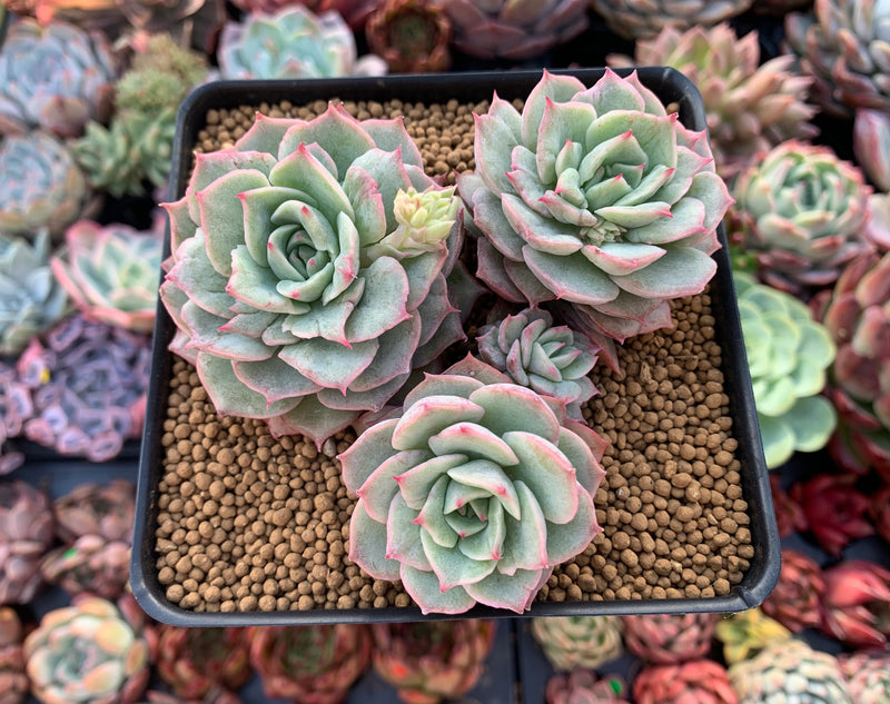 echeveria succulent for sale Echeveria 'Ice Love' Lightly Variegated 4"-5" Succulent Plant – True Succulents Plant Co