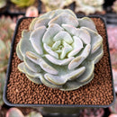 Echeveria 'Heart Angel' 2" Succulent Plant