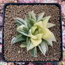 Haworthia 'Cymbiformis' Variegated 3" Succulent Plant