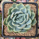 Echeveria 'Lemon Berry' Mutated/Variegated 2" Succulent Plant