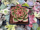 Echeveria Agavoides sp. 2"-3" Succulent Plant