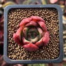 Echeveria Agavoides 'Callister' 1" Succulent Plant