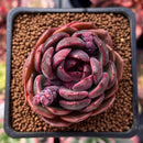 Echeveria 'Black Queen' Round-Leaf 2" Succulent Plant