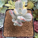 Cotyledon 'Orbiculata' Variegated 3" Succulent Plant