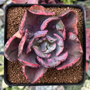 Echeveria 'Beyonce' Variegated 2"-3" Succulent Plant