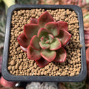 Echeveria Agavoides 'Chapote' 1"-2" Succulent Plant
