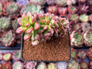 Sedum 'Lucidum Obesum' Crested 3" Succulent Plant