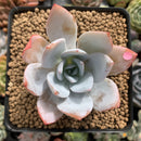 Echeveria 'White Lotus' 3" Powdery Succulent Plant