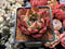 Echeveria Agavoides 'Pink Bonnie' 2" Succulent Plant