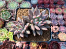 Pachyphytum 'Angels Finger' 2" Cluster Succulent Plant