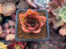 Echeveria Agavoides sp. 1" Succulent Plant