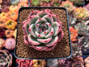 Echeveria Agavoides 'Honey Pink' 1" Succulent Plant