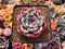 Echeveria Agavoides 'Honey Pink' 1" Succulent Plant