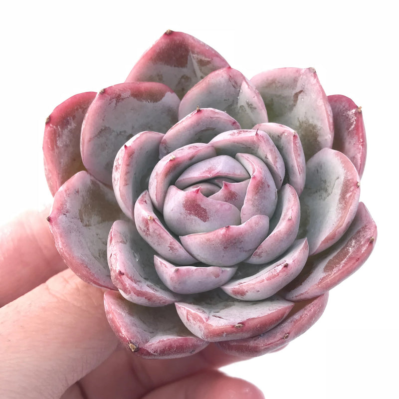 Echeveria Raspberry Ice 2”-3" Rare Succulent Plant