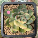 Echeveria 'Pulidonis' Variegated 2" Succulent Plant
