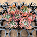 Echeveria Frill sp. 2"-3" *Set of 7* Succulent Plants