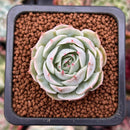 Echeveria 'Love Wave' 1" Succulent Plant