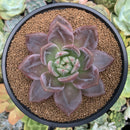 Echeveria Agavoides 'White Knight' 4" Succulent Plant