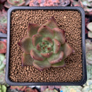 Echeveria Agavoides 'Ebony' Hybrid 2" Succulent Plant