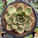 Echeveria 'White Champaign' 4" Succulent Plant