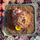 Echeveria 'Love Fire' 2" Succulent Plant
