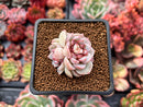 Echeveria 'Red Velvet' 1" Cluster Succulent Plant