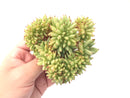 Echeveria Agavoides 'Maria' Crested Cluster 4"-5" Rare Succulent Plant