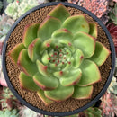 Echeveria Agavoides 'Chairman' 4"-5" *Unique Cultivar* Succulent Plant
