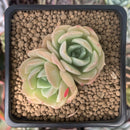 Echeveria 'Ice Cone' 2" Cluster New Hybrid Succulent Plant
