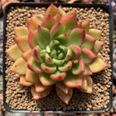 Echeveria Agavoides 'Emperor's Dream' 3" Succulent Plant
