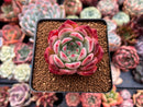Echeveria 'Ratam' 2" Succulent Plant