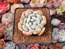 Echeveria 'Orange Monroe' 2"-3" Succulent Plant