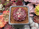 Echeveria 'Charles Rose' 1" Succulent Plant