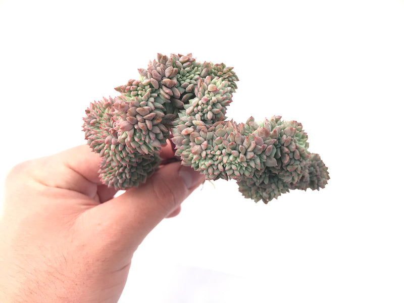 Echeveria ‘Chrissy N Ryan’ Crested Cluster 5” Rare Succulent Plant