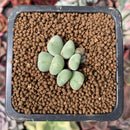 Conophytum 'Chowbanier' 1/2" Succulent Plant