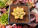 Echeveria Agavoides 'Maria' 1" Succulent Plant