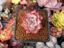 Echeveria 'Ratam' 1" Succulent Plant