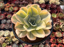 Echeveria 'Japan Moon River' Variegated 4" Succulent Plant