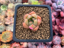Echeveria Agavoides 'Chimera' 1" Small Succulent Plant