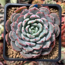 Echeveria 'Raffine' 3" Powdery Succulent Plant