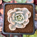 Echeveria Runyonii Variegated (Aka Echeveria 'Akaihosi' Variegated) 2" Succulent Plant