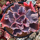 Echeveria 'Osmanthus' 3"-4" Succulent Plant