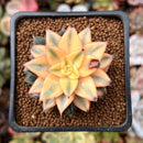 Echeveria 'Monocerotis' Variegated 2" Succulent Plant *Blemished*