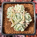 Echeveria sp. Cluster 1"-2" Succulent Plant