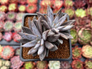 Echeveria 'Unguiculata' 2" Cluster Succulent Plant