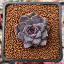 Echeveria 'Honky' 1" Succulent Plant